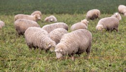 Wiltshire: Realising performance from genetics 